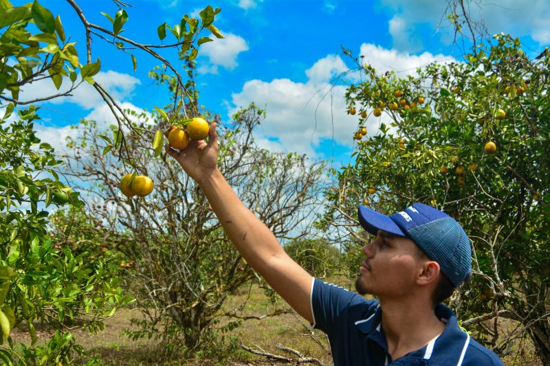  <div class='credito_fotos'>Foto: Divulgação / Agência Pará   |   <a href='/midias/2024/originais/18100_20f60aae-7409-6765-d622-10ba33d00576.jpg' download><i class='fa-solid fa-download'></i> Download</a></div>