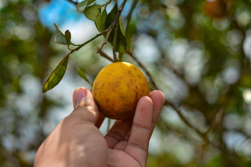  <div class='credito_fotos'>Foto: Divulgação / Agência Pará   |   <a href='/midias/2024/originais/18100_53e5f915-dff7-ca7c-885c-8558b7b17dd6.jpg' download><i class='fa-solid fa-download'></i> Download</a></div>