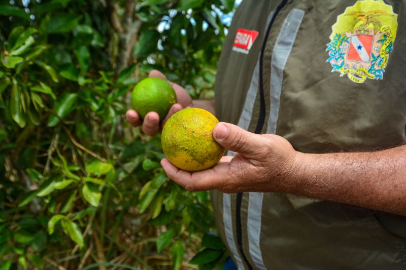  <div class='credito_fotos'>Foto: Divulgação / Agência Pará   |   <a href='/midias/2024/originais/18100_60ba58fb-3f0a-94fb-e831-111bce02c4e6.jpg' download><i class='fa-solid fa-download'></i> Download</a></div>