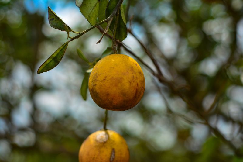  <div class='credito_fotos'>Foto: Divulgação / Agência Pará   |   <a href='/midias/2024/originais/18100_f31cf0f8-7a12-4b09-31a7-d9fc3a63b00e.jpg' download><i class='fa-solid fa-download'></i> Download</a></div>