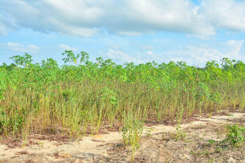  <div class='credito_fotos'>Foto: Divulgação / Agência Pará   |   <a href='/midias/2024/originais/18101_39f8e291-f45b-181a-63ed-eff392f86d66.jpg' download><i class='fa-solid fa-download'></i> Download</a></div>