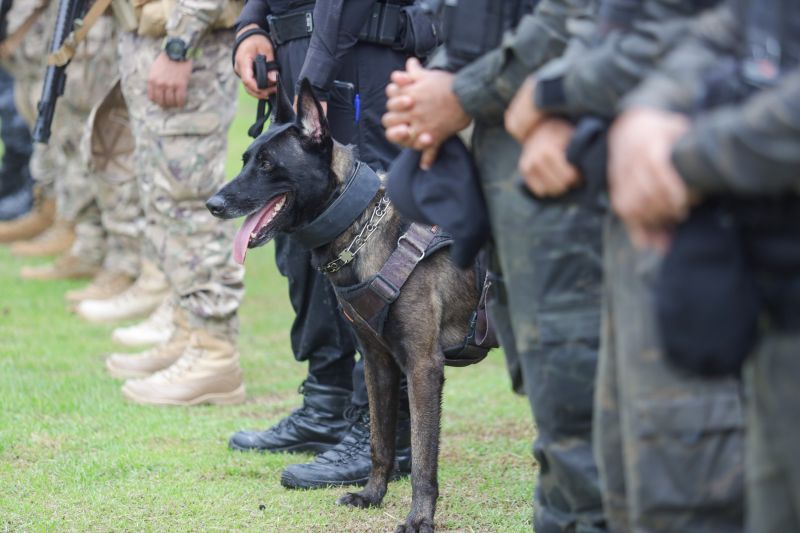  <div class='credito_fotos'>Foto: Pedro Guerreiro / Ag. Pará   |   <a href='/midias/2024/originais/18249_c24baaad-5ed5-83d0-28bf-6b35f9b26a1e.jpg' download><i class='fa-solid fa-download'></i> Download</a></div>