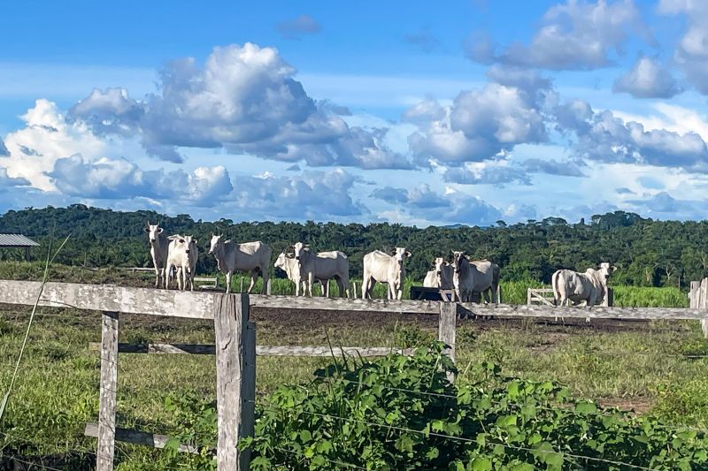  <div class='credito_fotos'>Foto: Rosivaldo Almeida / Agência Pará   |   <a href='/midias/2024/originais/18560_6409413a-52d8-f158-15c0-b8020efa5ec9.jpg' download><i class='fa-solid fa-download'></i> Download</a></div>