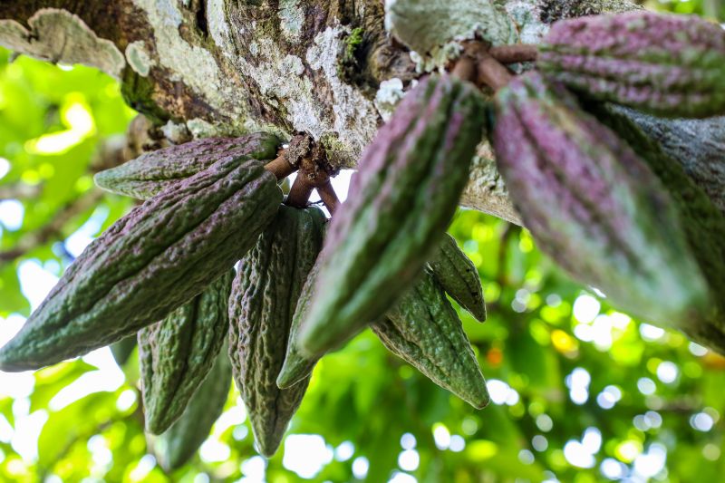  <div class='credito_fotos'>Foto: Pedro Guerreiro / Ag. Pará   |   <a href='/midias/2024/originais/18609_447e19b2-ea5d-d8b5-1565-76ca2fe8d90d.jpg' download><i class='fa-solid fa-download'></i> Download</a></div>