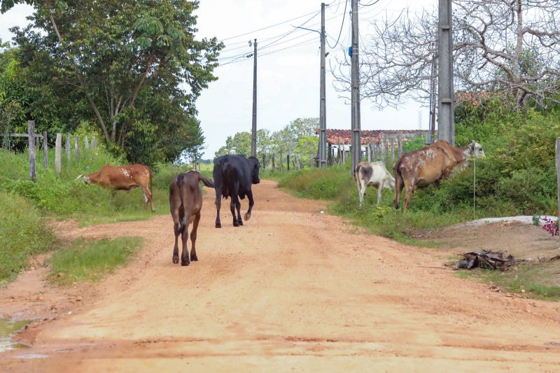  <div class='credito_fotos'>Foto: Bruno Cruz / Agência Pará   |   <a href='/midias/2024/originais/20329_4bec83ef-167c-3ab9-1dd8-b6fb56c388d3.jpg' download><i class='fa-solid fa-download'></i> Download</a></div>