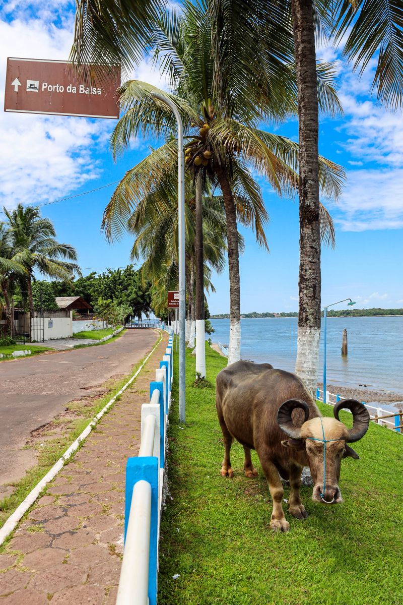 <div class='credito_fotos'>Foto: Bruno Cecim / Ag.Pará | <a href='/midias/2024/originais/20450_e7eebb54-81cf-3578-2b49-16fc50e4eb6e.jpg' download><i class='fa-solid fa-download'></i> Download</a></div>