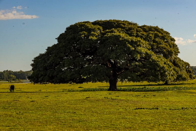 <div class='credito_fotos'>Foto: Bruno Cecim / Ag.Pará | <a href='/midias/2024/originais/20459_190195a4-8c90-e90d-3200-e211e07b0e24.jpg' download><i class='fa-solid fa-download'></i> Download</a></div>