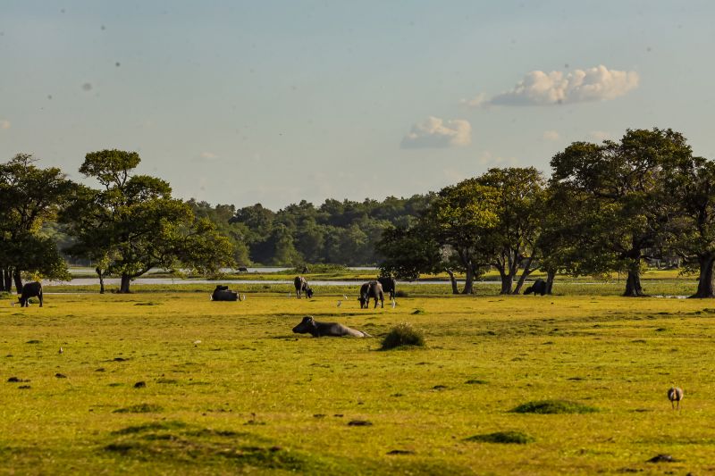 <div class='credito_fotos'>Foto: Bruno Cecim / Ag.Pará | <a href='/midias/2024/originais/20459_6467f2db-9686-b6a8-dde1-2b3eb5a95d53.jpg' download><i class='fa-solid fa-download'></i> Download</a></div>