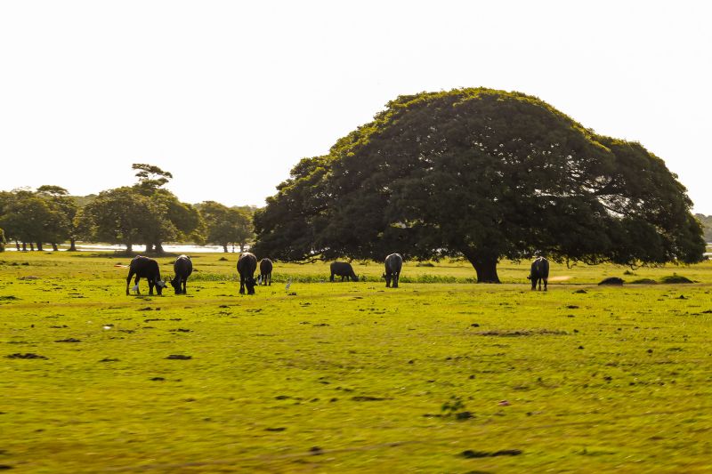 <div class='credito_fotos'>Foto: Bruno Cecim / Ag.Pará | <a href='/midias/2024/originais/20459_e409c744-cf21-4cde-ec09-a230d684a6c6.jpg' download><i class='fa-solid fa-download'></i> Download</a></div>