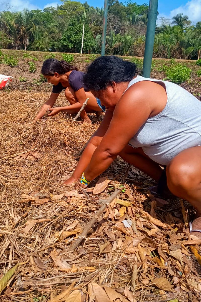 Matéria - Formação de agentes agroflorestais avança na Terra Indígena Alto Rio Guamá com foco em sustentabilidade

Fotos: DGBio/IDEFLOR-Bio/Divulgação


 <div class='credito_fotos'>Foto: ASCOM / IDEFLOR-BIO   |   <a href='/midias/2024/originais/20801_daddafe0-651c-95e7-3c5a-856acccd36e8.jpg' download><i class='fa-solid fa-download'></i> Download</a></div>