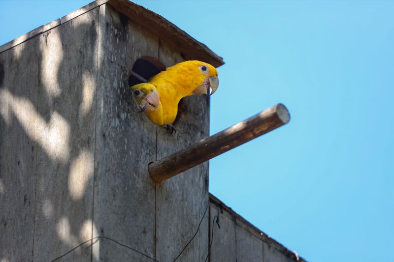  <div class='credito_fotos'>Foto: Bruno Cecim / Ag.Pará   |   <a href='/midias/2024/originais/20898_181a1f7e-ded3-a904-40da-1f0521953c68.jpg' download><i class='fa-solid fa-download'></i> Download</a></div>