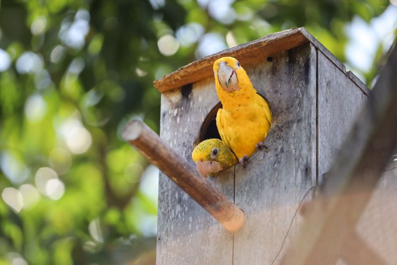  <div class='credito_fotos'>Foto: Bruno Cecim / Ag.Pará   |   <a href='/midias/2024/originais/20898_5fde864a-8d59-4f6d-ec82-caeb17555598.jpg' download><i class='fa-solid fa-download'></i> Download</a></div>