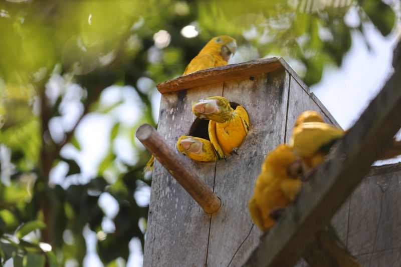  <div class='credito_fotos'>Foto: Bruno Cecim / Ag.Pará   |   <a href='/midias/2024/originais/20898_b9bb880d-fed3-4c3e-6a7d-946ff5597333.jpg' download><i class='fa-solid fa-download'></i> Download</a></div>