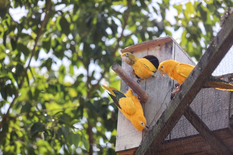  <div class='credito_fotos'>Foto: Bruno Cecim / Ag.Pará   |   <a href='/midias/2024/originais/20898_d2b17db1-afea-3cbc-041a-e8a866b4365c.jpg' download><i class='fa-solid fa-download'></i> Download</a></div>