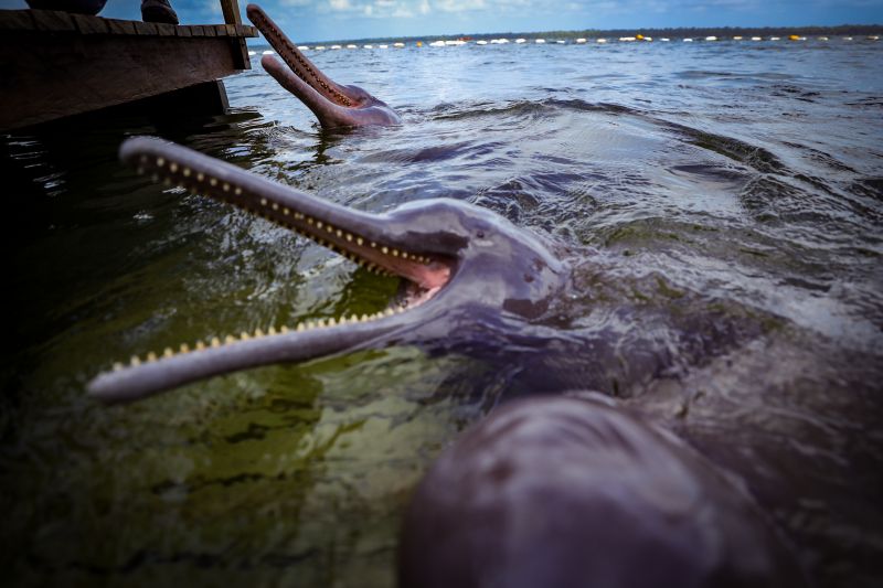  <div class='credito_fotos'>Foto: Bruno Cruz / Agência Pará   |   <a href='/midias/2024/originais/20917_6ef31111-ada4-7f55-512e-dae282279e20.jpg' download><i class='fa-solid fa-download'></i> Download</a></div>