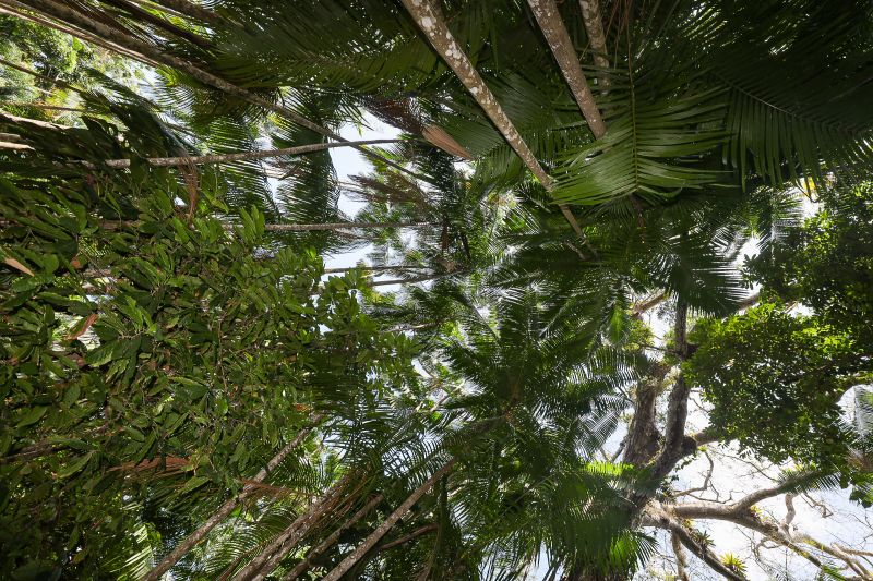  <div class='credito_fotos'>Foto: Bruno Cruz / Ag. Pará &nbsp;&nbsp;|&nbsp;&nbsp; <a href='/midias/2024/originais/21366_23c4c286-a941-5d31-509e-b9f3c4e4ac98.jpg' download><i class='fa-solid fa-download'></i> Download</a></div>