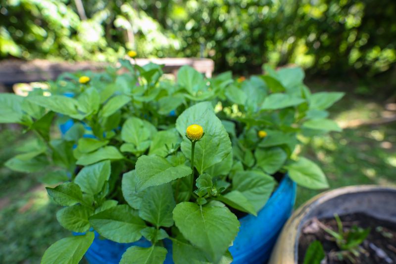  <div class='credito_fotos'>Foto: Bruno Cruz / Ag. Pará &nbsp;&nbsp;|&nbsp;&nbsp; <a href='/midias/2024/originais/21366_562dd84e-eedd-c2d9-d230-257a1b14819a.jpg' download><i class='fa-solid fa-download'></i> Download</a></div>