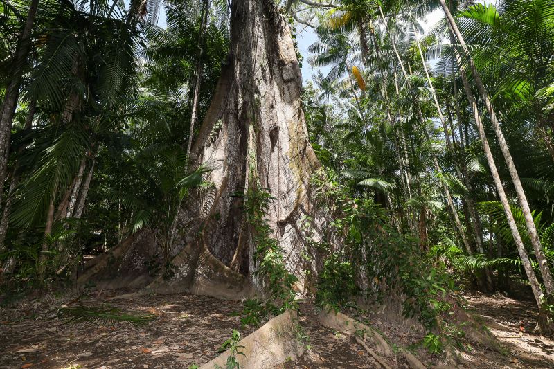  <div class='credito_fotos'>Foto: Bruno Cruz / Ag. Pará &nbsp;&nbsp;|&nbsp;&nbsp; <a href='/midias/2024/originais/21366_92514ac5-dde5-2ec0-99be-6e274292ca96.jpg' download><i class='fa-solid fa-download'></i> Download</a></div>