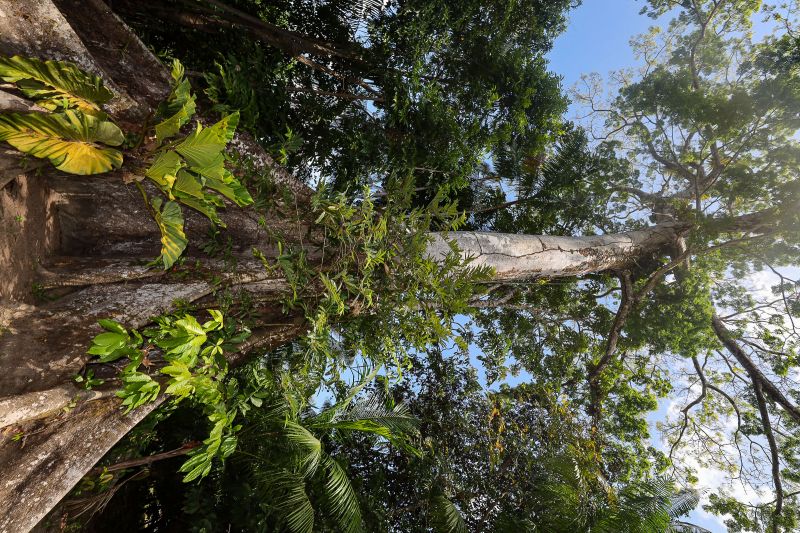  <div class='credito_fotos'>Foto: Bruno Cruz / Ag. Pará &nbsp;&nbsp;|&nbsp;&nbsp; <a href='/midias/2024/originais/21366_ab9e9fe1-2711-4a77-8001-c27f0d1a5dd1.jpg' download><i class='fa-solid fa-download'></i> Download</a></div>