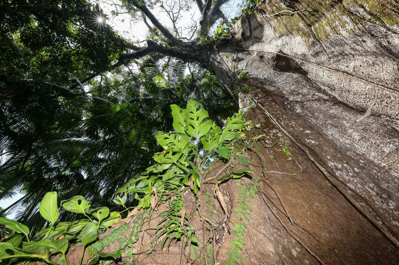  <div class='credito_fotos'>Foto: Bruno Cruz / Ag. Pará &nbsp;&nbsp;|&nbsp;&nbsp; <a href='/midias/2024/originais/21366_bee86a12-1511-6948-f468-e052542887cf.jpg' download><i class='fa-solid fa-download'></i> Download</a></div>