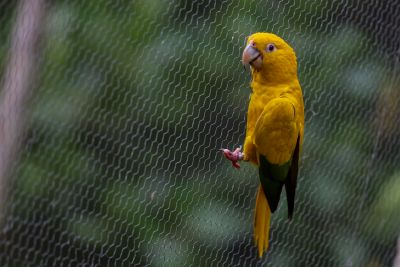 notícia: Ararajubas retornam à natureza durante as comemorações dos 408 anos de Belém