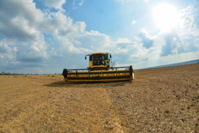 notícia: Pará lidera produção de soja, milho, cacau e criação de búfalos