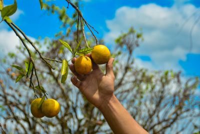 notícia: Frutas produzidas no Pará são destaques em evento internacional