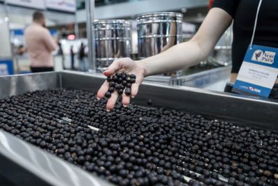 notícia: Pará fortalece liderança nacional na produção e exportação do açaí