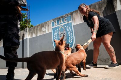 notícia: Batalhão de Ações com Cães da Polícia Militar avança na preparação de novos filhotes