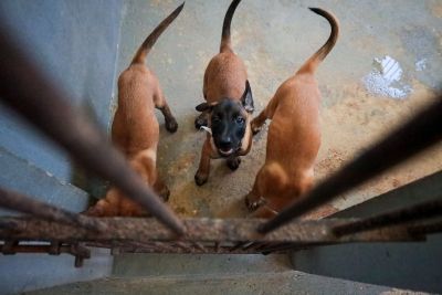 notícia: PM abre votação para escolha dos nomes dos filhotes do Batalhão de Ações com Cães 