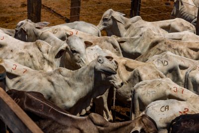 galeria: LANÇAMENTO RASTREABILIDADE, BRINCAGEM E CHIPAGEM BOVINA XINGUARA - pasto - boi - fazenda