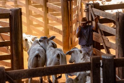 notícia: Pará realiza primeira exportação de carne bovina com rastreabilidade individual