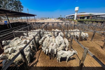 notícia: Produto Interno Bruto do Pará é o maior da Região Norte, aponta Fapespa