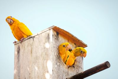 galeria: Ararajubas - Parque do Utinga - Nascimento das primeiras Ararajuba Paraenses