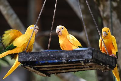 notícia: Pará avança na proteção e preservação da biodiversidade com ações pioneiras