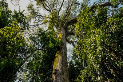 notícia: Em parceria com o BID, Iniciativa Amazônia+10 lança programa de residência na Amazônia Legal