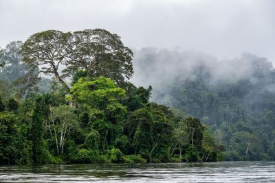 galeria: Estado avança na criação de parque para preservação das árvores gigantes da Amazônia - Arvores