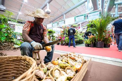 notícia: Belém e Altamira serão destaque do segmento do cacau e do chocolate em eventos em junho