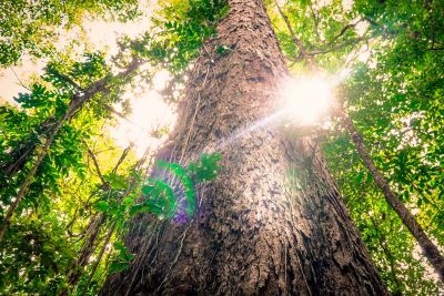 notícia: Programa de incentivo à pesquisa na Amazônia recebe mais de 120 propostas sustentáveis