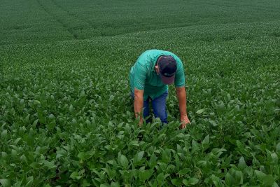 notícia: Adepará alerta para período de cadastro anual de plantio de soja no Pará