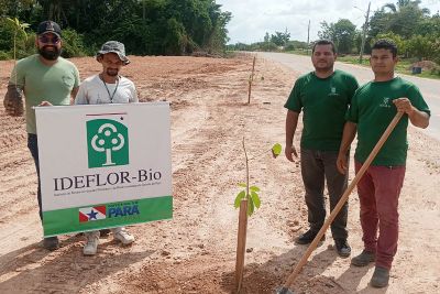 notícia: Ideflor-Bio e Prefeitura plantam 150 mudas de Ipê-branco em São João do Araguaia