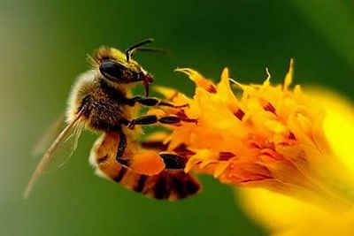 notícia: Adepará alerta para suspensão de uso de inseticida que oferece risco às abelhas
