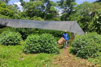 notícia: Ideflor-Bio distribui mudas de cacau para impulsionar agricultura familiar em comunidade da APA Lago de Tucuruí