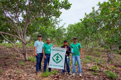 notícia: Empresa de Assistência Técnica incentiva plantio de caju no sudeste do Pará