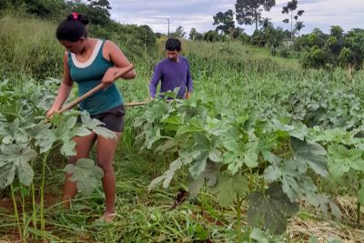 notícia: Em Tucuruí, Emater garante acesso a crédito de R$ 3 milhões para agricultura familiar 