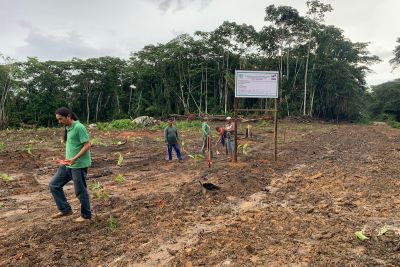 notícia: Emater implanta Unidade Demonstrativa de banana em assentamento em Monte Alegre