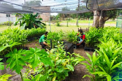 notícia: Ideflor-Bio doa mais de mil mudas de espécies nativas para Cachoeira do Arari