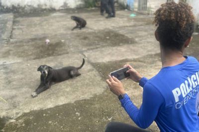 notícia: Em Altamira, Polícia Científica realiza o primeiro caso de local de crime contra vida de um animal