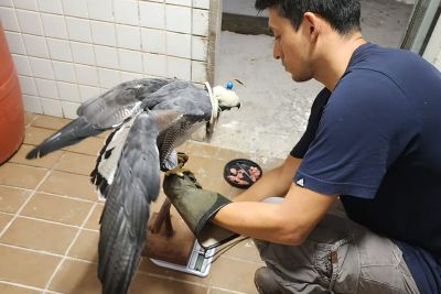 notícia: Médico veterinário do Mangal das Garças realiza treinamento no Zooparque de Itatiba, em São Paulo