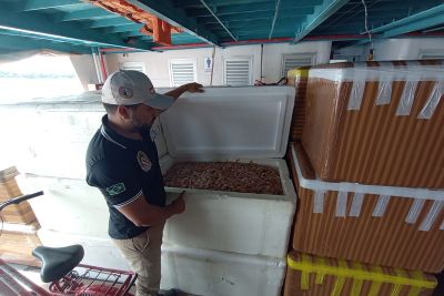 notícia: Adepará apreende uma tonelada de camarão na base Antônio Lemos, em Breves, no Marajó